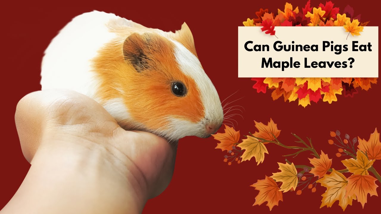 Can Guinea Pigs Eat Maple Leaves? Safe or Dangerous? 🐹🍁