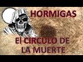 Hormigas// El circulo de la muerte