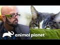 Gata agressiva ataca os amigos da dona! | Meu Gato Endiabrado | Animal Planet Brasil