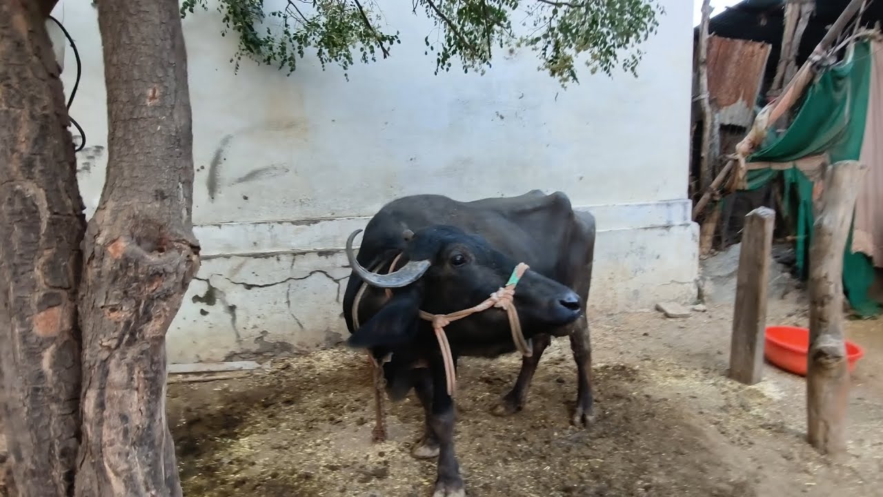 फाइनली आज नील गाय को पकड़ी लिया और अपने टमी का  राज खोल दिया 🚩🚩