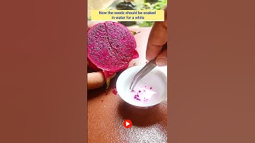 🌱How to grow Dragon from seeds in two weeks🙏subscribe🙏 #shorts #youtubeshorts #viral