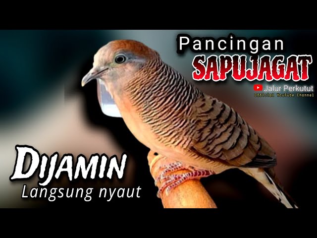 PERKUTUT LOKAL GACOR suara besar - PANCINGAN BURUNG PERKUTUT (DIJAMIN AMPUH) 💯%LANGSUNG NYAUT class=