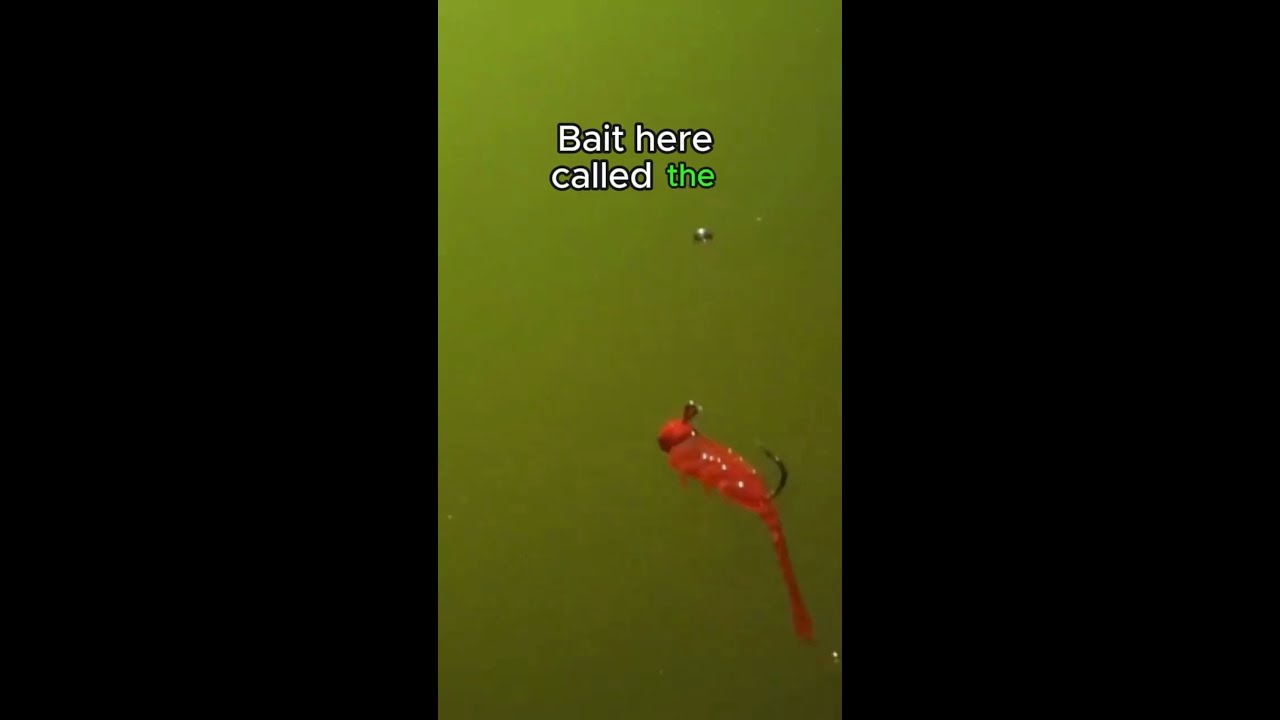 Z-Man’s Crappie Cheat Codes – Pro Tips for More Bites!