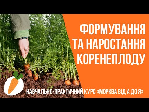 Курс ﻿«Морква від А до Я» - БЛОК 4. «Формування та наростання коренеплоду»