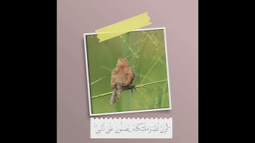 القارئ جمعان العصيمي .. سورة الٲحزاب