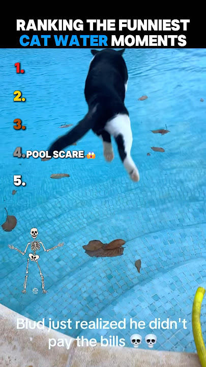 Ranking The Funniest Cat Water Moments