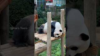 Cute Panda ?? panda animals