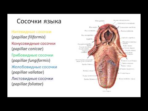 Пищеварительная система: рот, глотка, пищевод