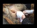 Кастрация баранов. Гуманнее не бывает / castration of a ram