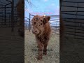 don't we all? 😆!#cow #ranchlife #farmlife #scottishfold #babyanimals #farming #funny