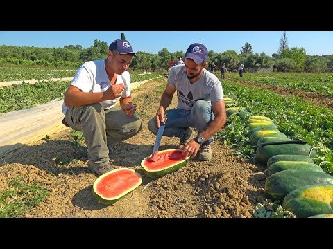 Βίντεο: Τι είναι ένα κίτρινο πεπόνι: Καλλιέργεια φυτών καρπούζι με κίτρινη κούκλα