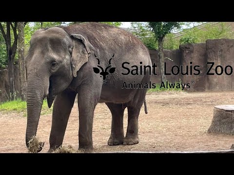 Saint Louis Zoo Tour & Review with The Legend
