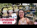 Vamos a Walmart, Lowes y Home Goods en busca de plantas ¡Pa' Moríse! │Candy Bu