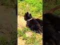 German shepherd puppies long coat 2 month old