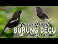 Suara Pikat Burung Decu Jernih Dan Ampuh Mp3 - Mp4 Download