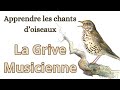 Rup apprendre les chants doiseaux  la grive musicienne