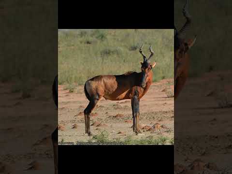 Video: Afrička antilopa - nevjerovatna životinja vrućeg kontinenta