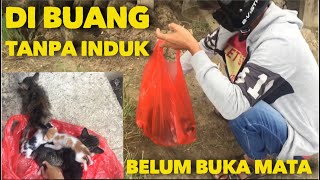 BERTEMU ANAK KUCING ENAM EKOR DI BUANG BELUM BUKA MATA