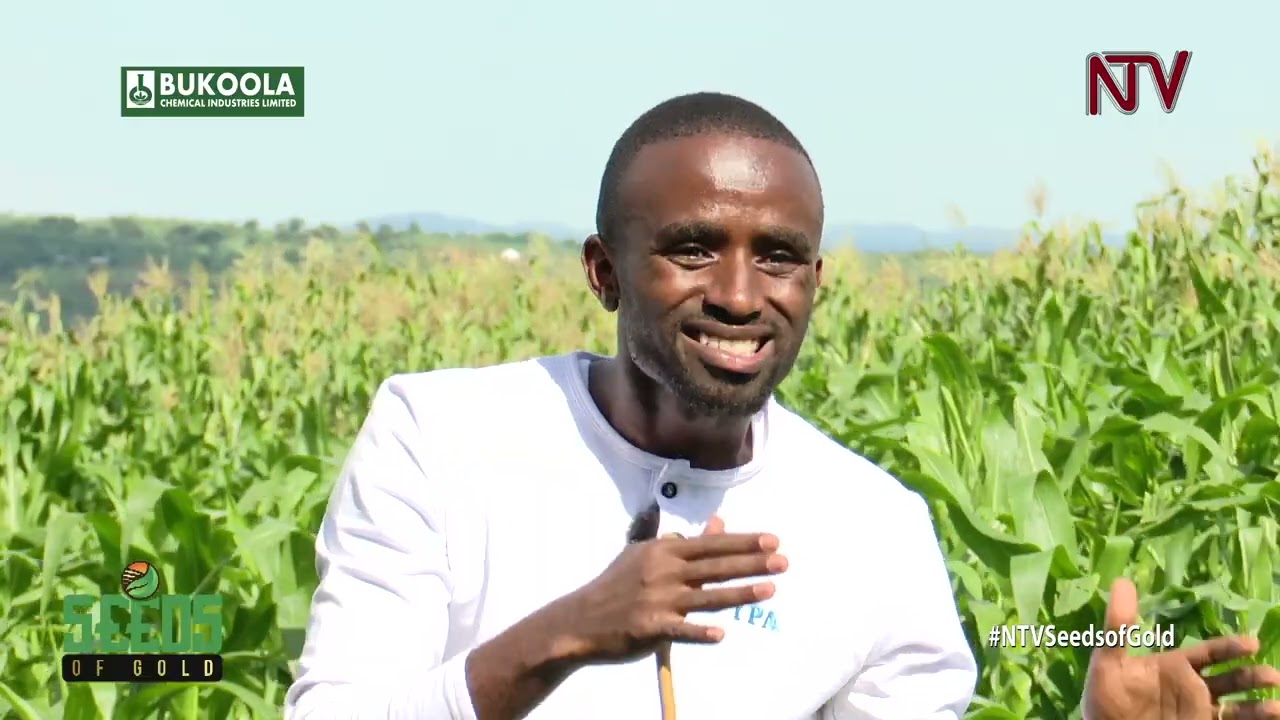 A farmer’s guide to growing and earning from maize |  SEEDS OF GOLD