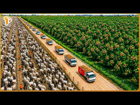 How Turkey Built a Multi Billion Dollar Agriculture Industry on Harsh Land