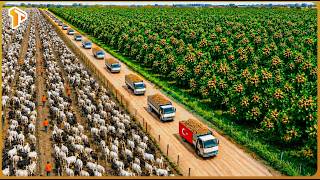 How Turkey Built a Multi Billion Dollar Agriculture Industry on Harsh Land