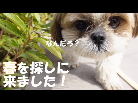 【春　みいつけた】春を探し公園にお散歩に来たシーズー。森の中へ入って行ったら出れなくなっちゃった【シーズーVlog】