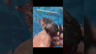bird vlog🥰😁#reels #viral #foryou #fyp #subscribe