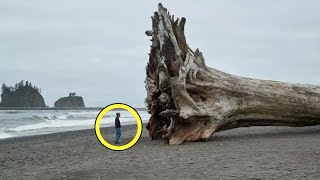 Woman Finds Massive Tree Washed Ashore, Then She Sees A Carved Warning Message On The Trunk by The Animal Gaze 631 views 8 days ago 14 minutes, 52 seconds