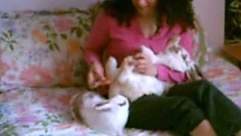 Nadine Lavi's Rabbit Tips for First Time Bunny Own...