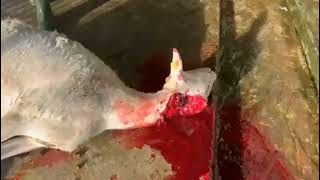 Sheep Slaughteri̇ng L Koyun Kesi̇mi̇