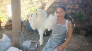 Preparando Um Pato Para O Almoçowoman Slaughterpatoduck