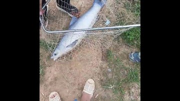 CÂU CÁ TRẮM ĐEN - ÉN BẠC / CÂU LỤC