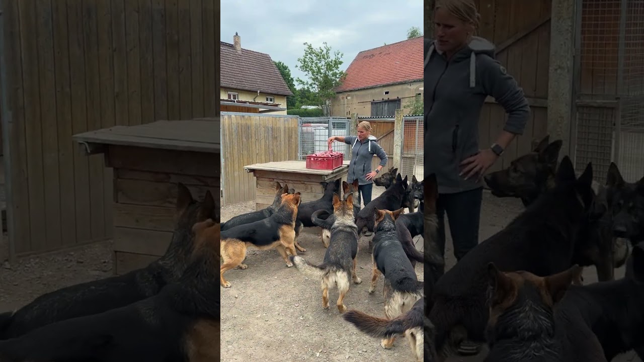 Meat for the pack... 