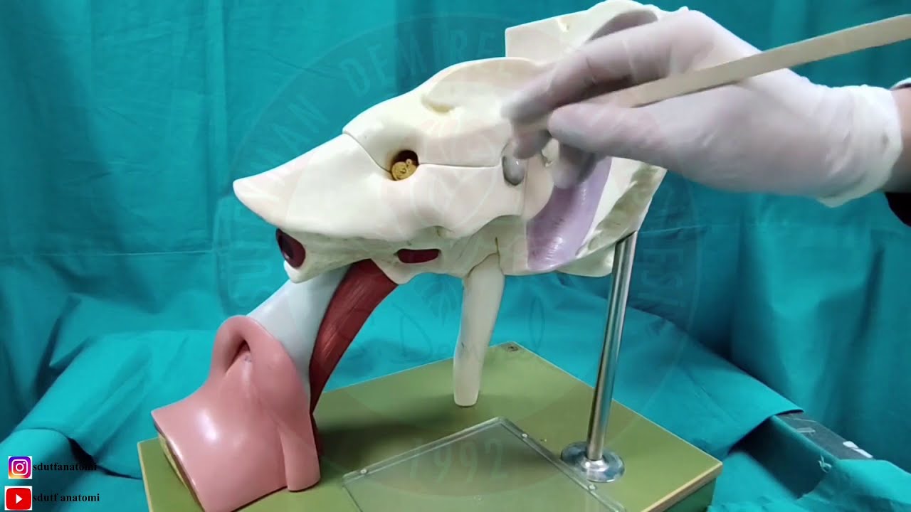 Nervus Facialis (VII)