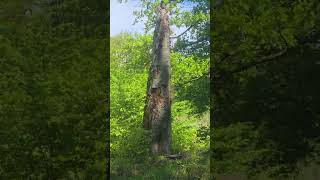 A walk in the woods....
