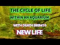 The cycle of life within an aquarium with death brings new life