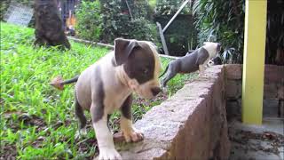 Filhotes de American Staffordshire Terrier Azuis