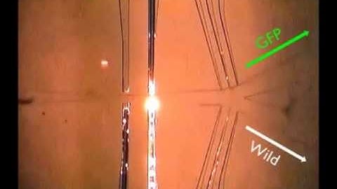 Continuous Flow C. elegans sorting system with integrated optical fiber detection and laminar flow s