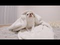 毛布からニュルっと生まれるチワワ