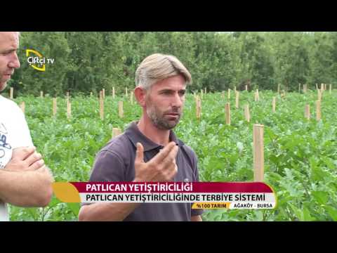 Video: St.Petersburg Yakınlarındaki Açık Alanda Patlıcan Yetiştiriciliği