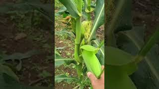 Download Lagu 1 pohon jagung ini bisa menghasilkan 7 buah sekaligus #jagung #petanijagung #shortvideo MP3