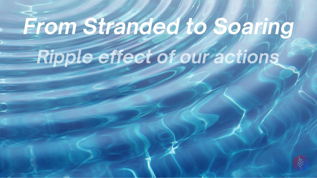 From Stranded to Soaring - The Ripple Effect of Everyday Actions - YouTube