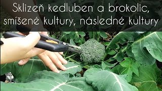 Sklizeň kedluben a brokolic, smíšené kultury následné kultury #kedlubny #brokolice #polyculture