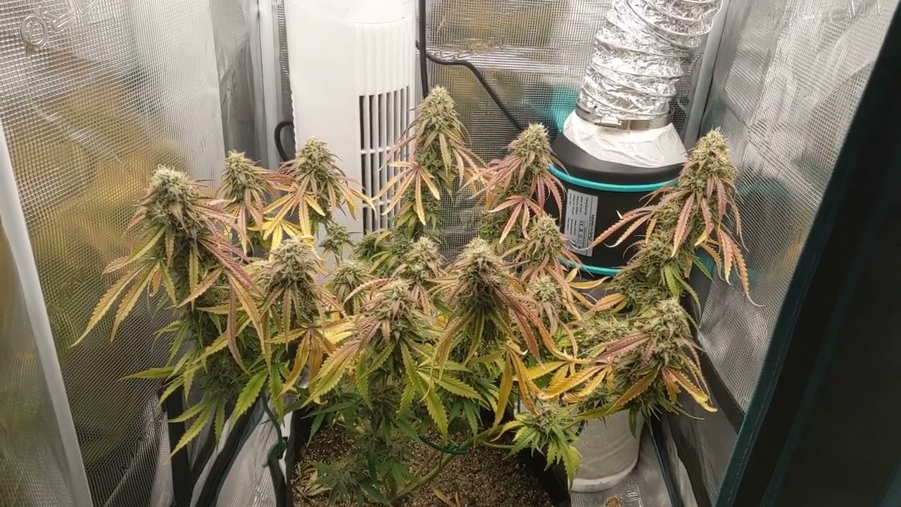 08/22/2022 | Gummibears by Atlas Seeds | Day 65