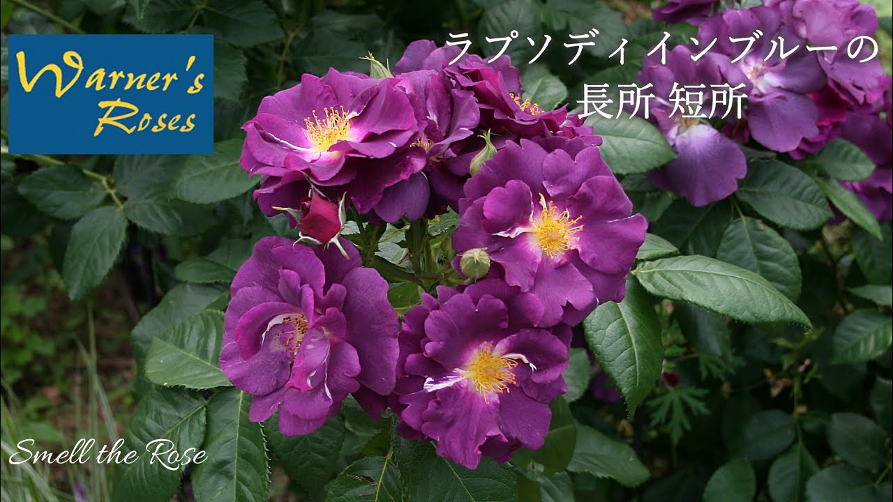 How to grow Rhapsody in Blue - YouTube