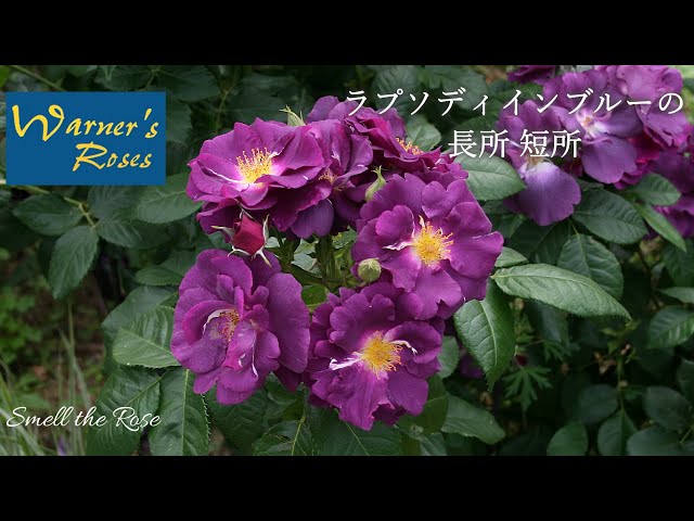 How to grow Rhapsody in Blue - YouTube