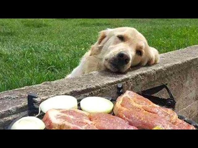 Laughter As Golden Retriever Adopts 'Pet Rock' As His Friend