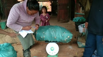 Mus yuav pob kws rau sab noom hej los pub nyuj thiab pub kau