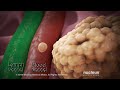 How does lung cancer affect the body