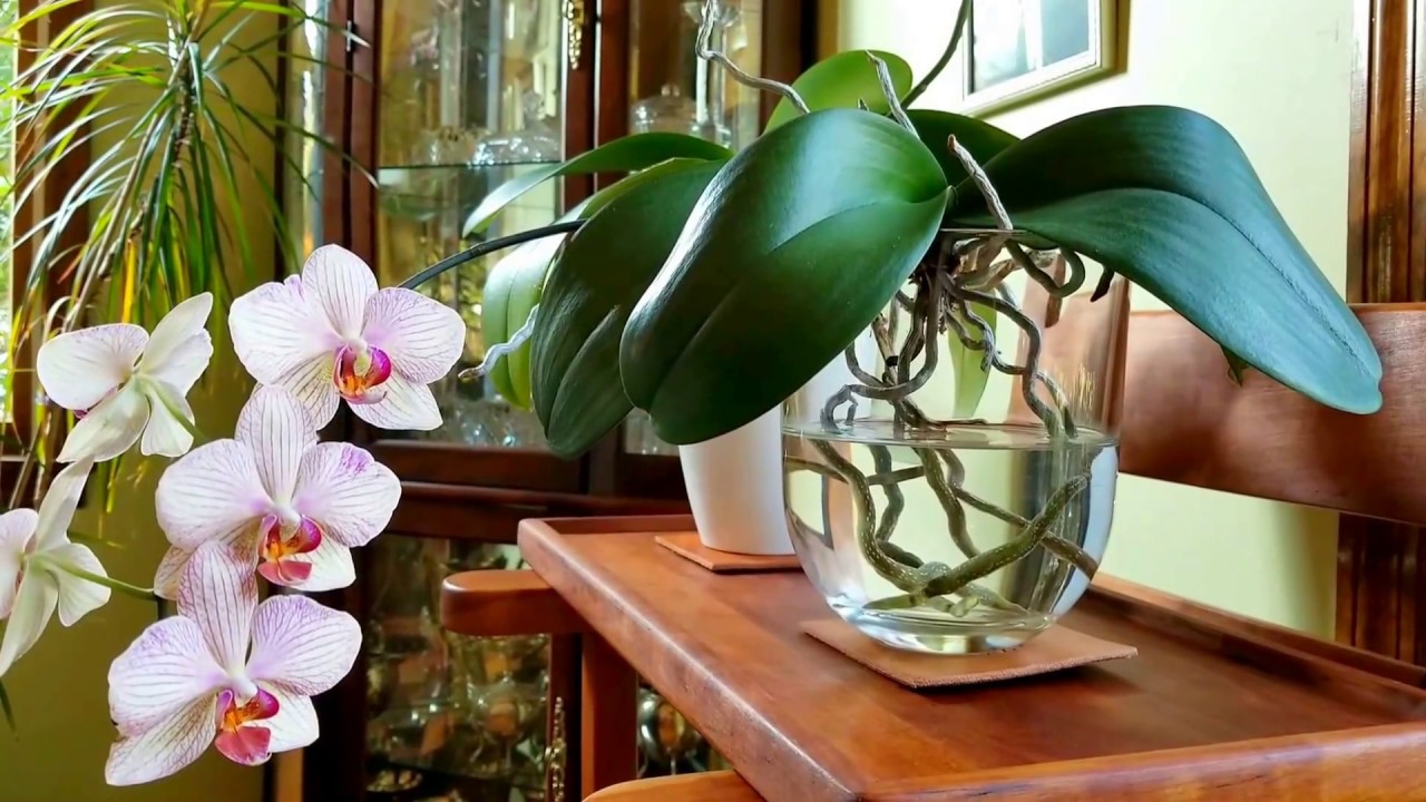Root Growth And Bloom Cycles In Phalenopsis Orchids When To Cut Root Growth And Bloom Cycles In